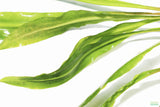 Cryptocoryne Spiralis_Aquarium Plant_Aquarium Plants_Crypt_Crypts_Spiralis