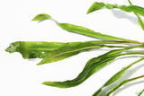 Cryptocoryne Spiralis_Aquarium Plant_Aquarium Plants_Crypt_Crypts_Spiralis