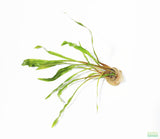 Cryptocoryne Spiralis_Aquarium Plant_Aquarium Plants_Crypt_Crypts_Spiralis