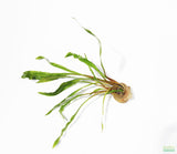 Cryptocoryne Spiralis_Aquarium Plant_Aquarium Plants_Crypt_Crypts_Spiralis
