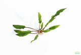 Cryptocoryne lucens_Aquarium Plants for sale_aquarium plant