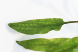 Cryptocoryne lucens_Aquarium Plants for sale_aquarium plant