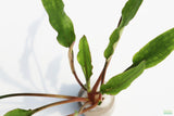 Cryptocoryne lucens_Aquarium Plants for sale_aquarium plant