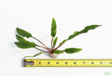 Cryptocoryne lucens_Aquarium Plants for sale_aquarium plant