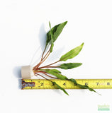 Cryptocoryne lucens_Aquarium Plants for sale_aquarium plant