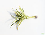 Dracaena Plant (fragrans)