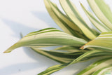 Dracaena Plant (fragrans)