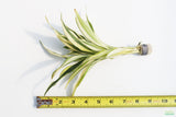 Dracaena Plant (fragrans)