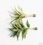 Dracaena Plant (fragrans)