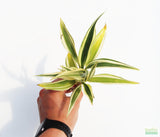 Dracaena Plant (fragrans)