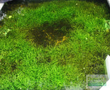 Dwarf Sagittaria Subulata (Easiest Foreground Plant)