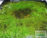 Dwarf Sagittaria Subulata (Easiest Foreground Plant)