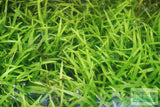 Dwarf Sagittaria Subulata (Easiest Foreground Plant)