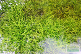 Dwarf Sagittaria Subulata (Easiest Foreground Plant)