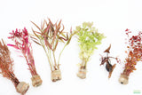Easy Red Aquarium Plant Combo