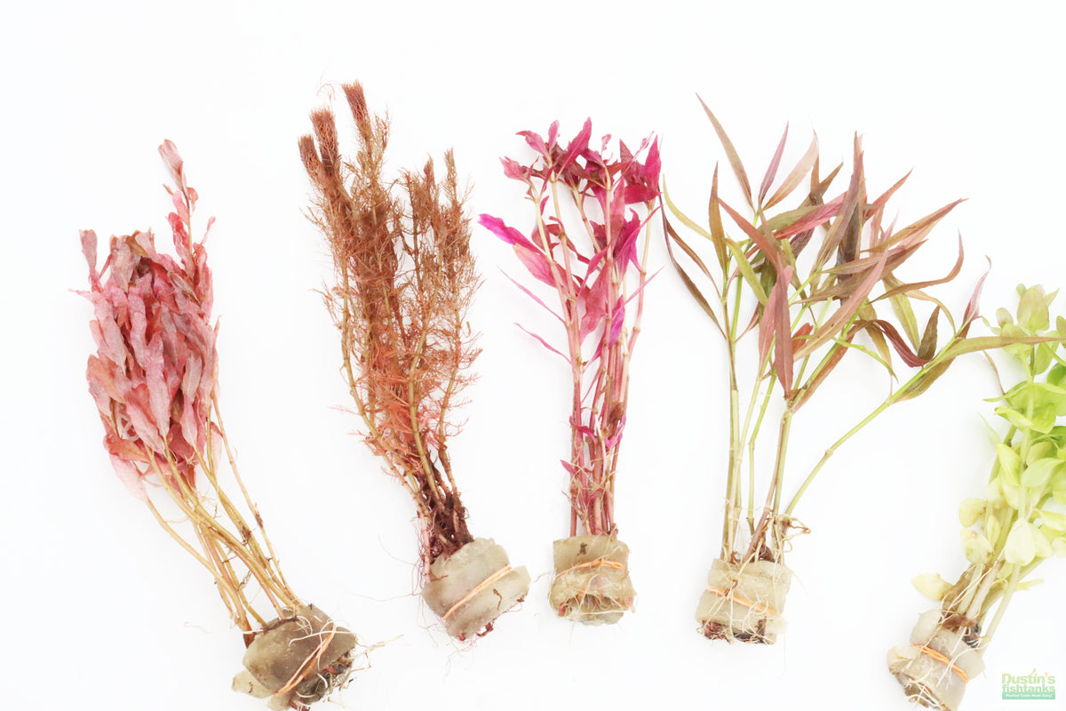 Easy Red Aquarium Plant Combo DustinsFishtanks