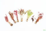 Easy Red Aquarium Plant Combo