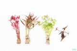 Easy Red Aquarium Plant Combo