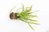 Echinodorus Vesuvius Not Potted and Potted_Spiral Sword_Aquarium Plant_Aquarium Plants For Sale