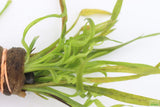 Echinodorus Vesuvius_Spiral Sword_Aquarium plant for sale_aquarium plants for sale