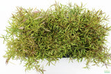 Eustralis Stellata_Very Strong Very Purple wild aquarium plant_Aquarium plants for sale