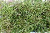 Eustralis Stellata_Very Strong Very Purple wild aquarium plant_Aquarium plants for sale