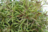 Eustralis Stellata_Very Strong Very Purple wild aquarium plant_Aquarium plants for sale