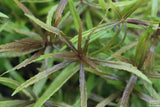Eustralis Stellata_Very Strong Very Purple wild aquarium plant_Aquarium plants for sale
