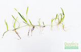 Giant Jungle Val (Vallisneria Americana) "Boss of Planted Tanks"
