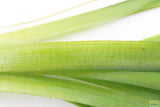 Giant Jungle Val_Vallisneria Americana_Boss Of Planted Tank_Val_Jungle Val_Aquarium Plants For Sale_Aquarium Plant