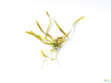 Giant Jungle Val_Vallisneria Americana_Boss Of Planted Tank_Val_Jungle Val_Aquarium Plants For Sale_Aquarium Plant