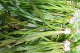 Giant Jungle Val (Vallisneria Americana) "Boss of Planted Tanks"