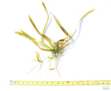 Giant Jungle Val_Vallisneria Americana_Boss Of Planted Tank_Val_Jungle Val_Aquarium Plants For Sale_Aquarium Plant