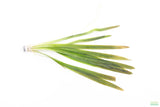 Giant Jungle Val_Vallisneria Americana_Boss Of Planted Tank_Val_Jungle Val_Aquarium Plants For Sale_Aquarium Plant