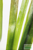 Giant Jungle Val_Vallisneria Americana_Boss Of Planted Tank_Val_Jungle Val_Aquarium Plants For Sale_Aquarium Plant