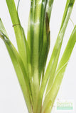Giant Jungle Val (Vallisneria Americana) "Boss of Planted Tanks"