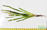 Giant Jungle Val_Vallisneria Americana_Boss Of Planted Tank_Val_Jungle Val_Aquarium Plants For Sale_Aquarium Plant