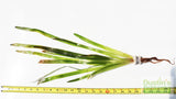 Giant Jungle Val (Vallisneria Americana) "Boss of Planted Tanks"