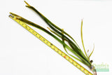 Giant Jungle Val_Vallisneria Americana_Boss Of Planted Tank_Val_Jungle Val_Aquarium Plants For Sale_Aquarium Plant