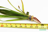 Giant Jungle Val_Vallisneria Americana_Boss Of Planted Tank_Val_Jungle Val_Aquarium Plants For Sale_Aquarium Plant