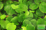 Anubias Barteri "Golden Coin"  (Smaller with many leaves nickel size) NICE PLANTS