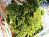 Hornwort (The ultimate cover for Fish Fry)
