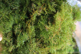 Hornwort (The ultimate cover for Fish Fry)