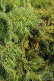 Hornwort (The ultimate cover for Fish Fry)