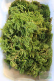 Hornwort (The ultimate cover for Fish Fry)