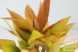 Hygrophila Corymbosa Compacta_super seasy low light foreground aquarium plant_aquarium plants for sale