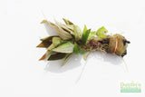 Hygrophila Corymbosa Compacta_super seasy low light foreground aquarium plant_aquarium plants for sale