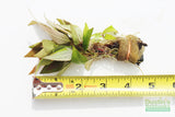 Hygrophila Corymbosa Compacta_super seasy low light foreground aquarium plant_aquarium plants for sale