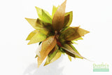 Hygrophila Corymbosa Compacta_super seasy low light foreground aquarium plant_aquarium plants for sale
