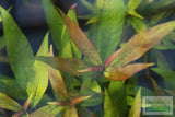 Hygrophila corymbosa 'Parawitota' RUGGED